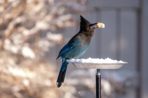 Vogel frisst Futter im Winter