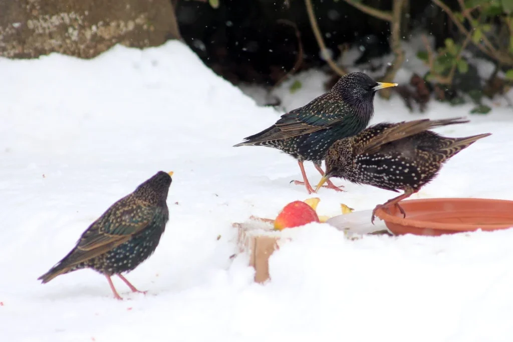 Vogelfutter im Winter, drei Vögel im Schnee