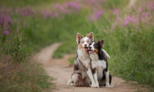 Hunde und Gartenkräuter: Welche Pflanzen deinem Vierbeiner guttun