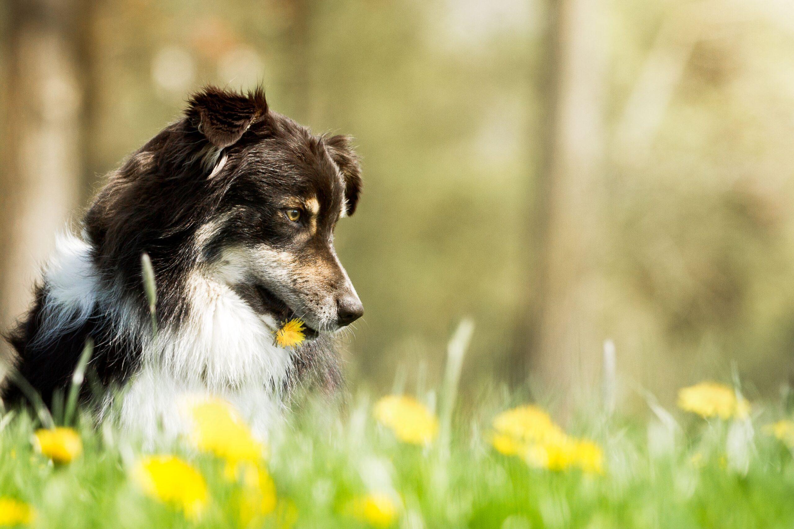 Ein Hund mit einem Löwenzahn im Mund.