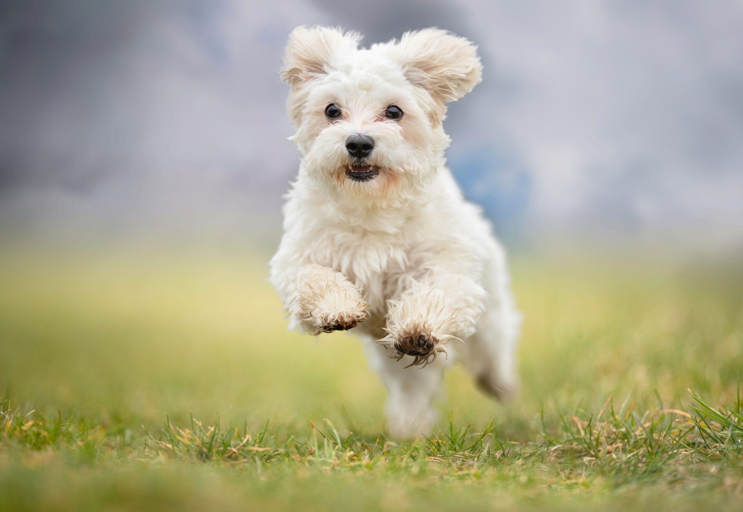 Ein rennender kleiner Hund