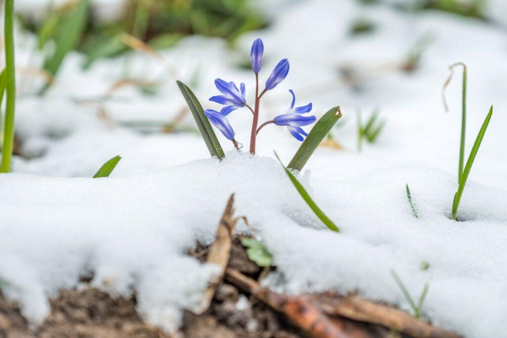 Winterharte Pflanzen für die Sonne wie Schneesternchen bluehen direkt durch die Schneedecke bei tiefen Temperaturen