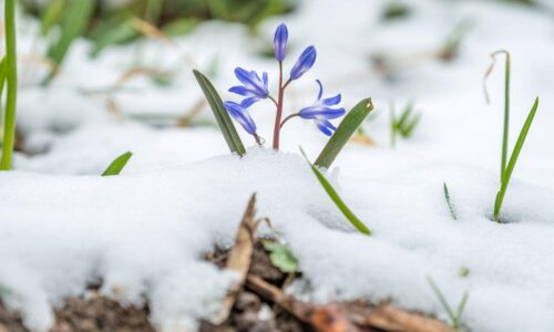 Gartenfreude bei Minusgraden – Was jetzt noch blüht